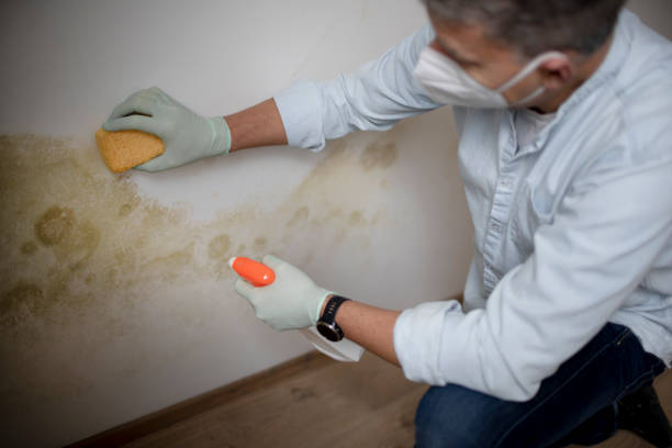 Best Basement Mold Remediation in Berlin, NJ